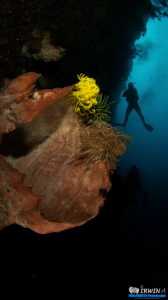 Sponge and Diver
Canon Powershot S100 
Fisheye Fix S100... by Irwin Ang 